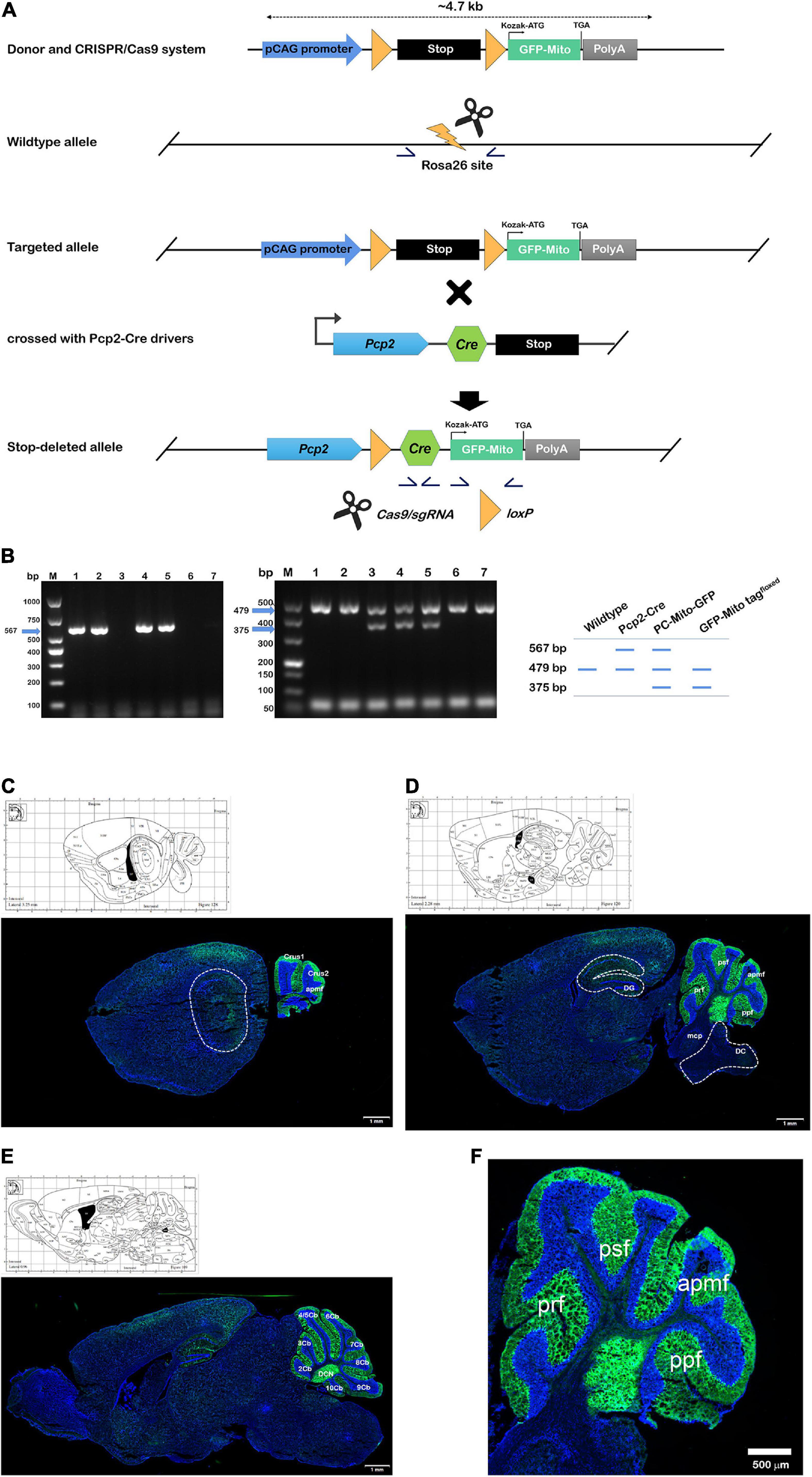 Meshed neuronal mitochondrial networks empowered by AI-powered classifiers and immersive VR reconstruction